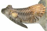 Multi-Toned Hollardops Trilobite With Orange Eyes #368581-3